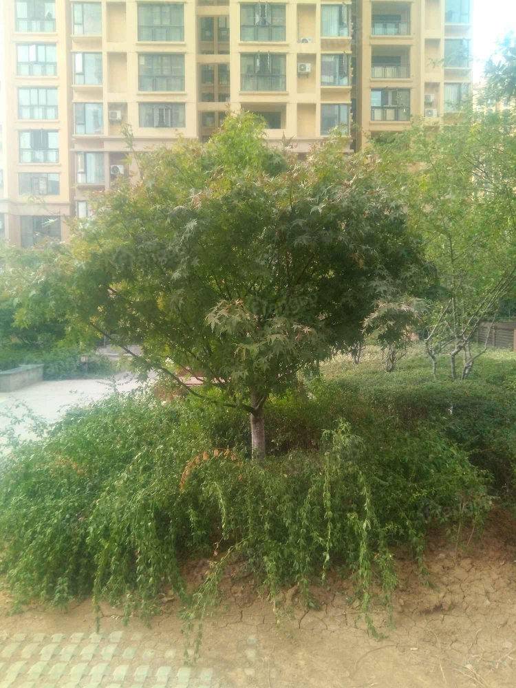 东津世纪城12区花漫里小区图片