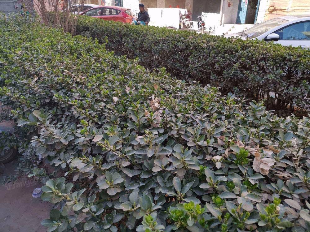新华苑小区图片