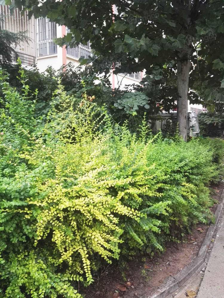 新郑领秀城小区图片