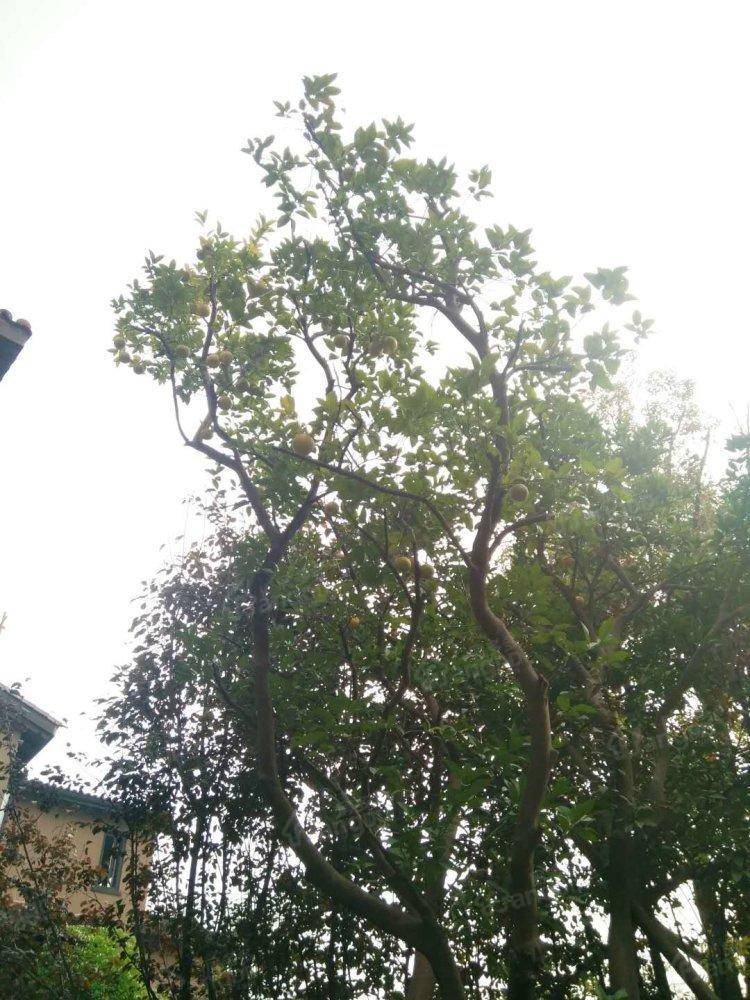 碧桂园十里江湾小区图片