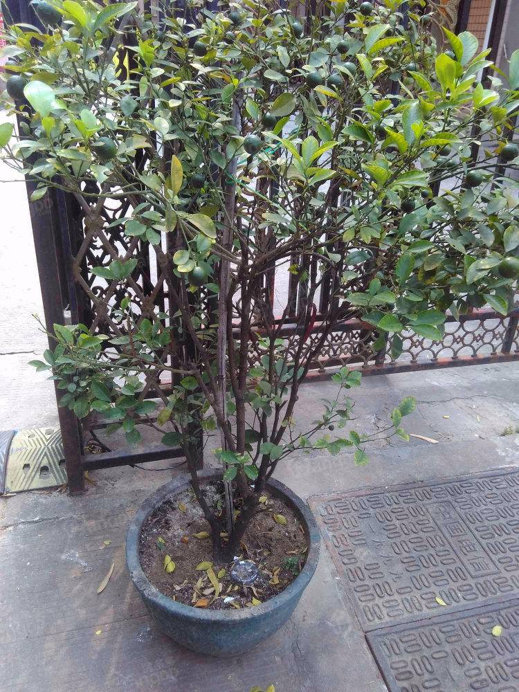 电建西苑小区图片