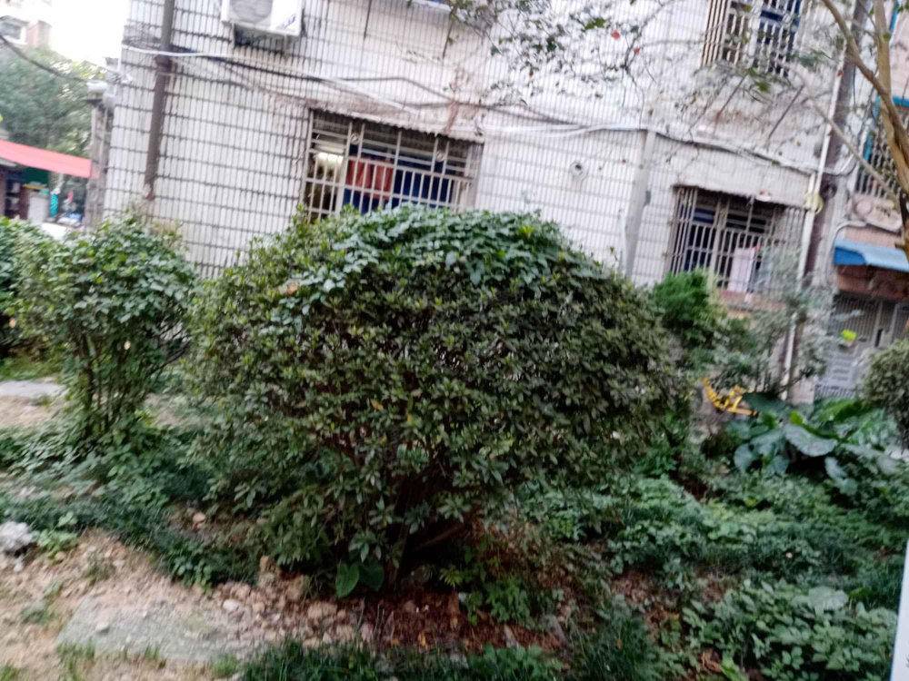 雁湖社区一组团图片