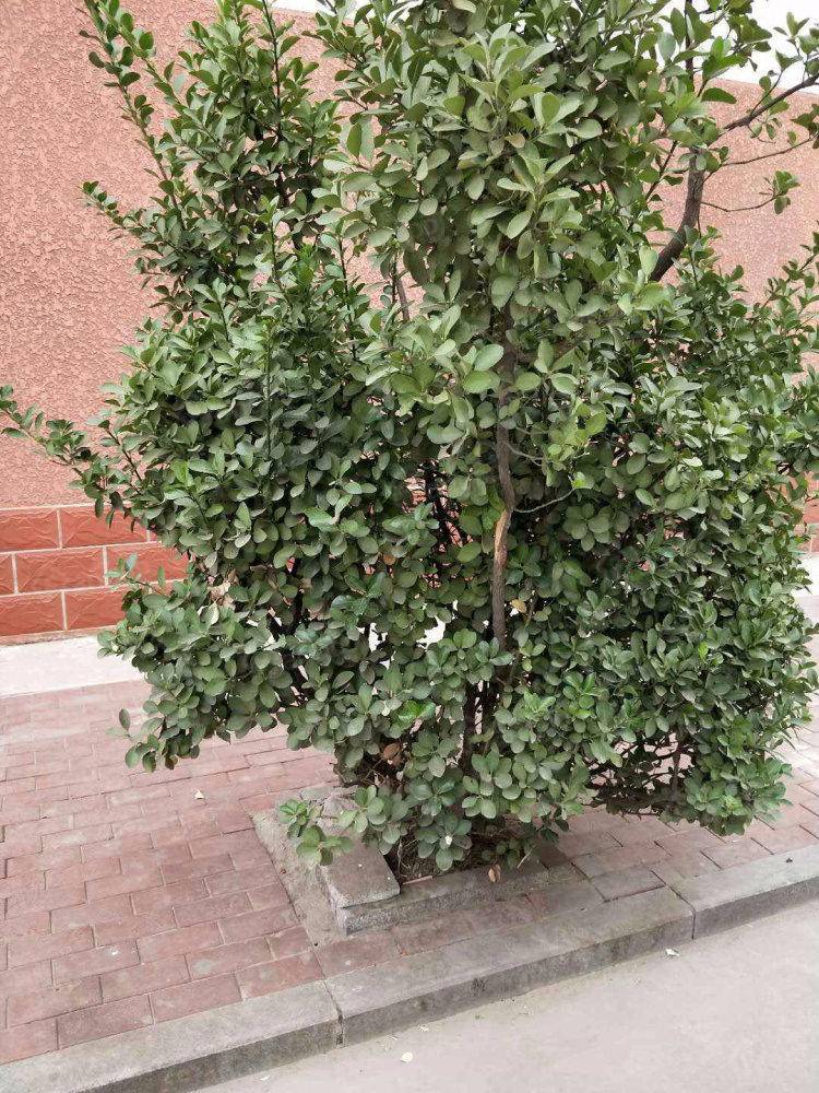新兴小区小区图片