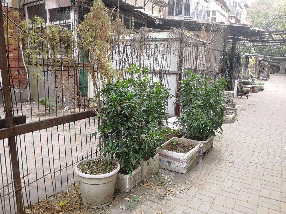 休门南街6号院小区图片