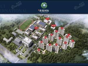 信泰龙瑞国际